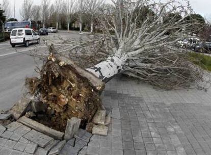 Un árbol yace en el suelo de la avenida 25 de Septiembre.