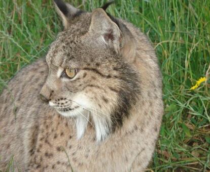 Ejemplar de lince ibérico.