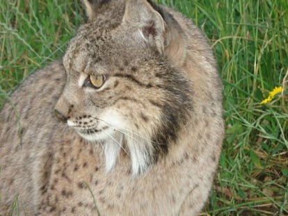 Ejemplar de lince ibérico.