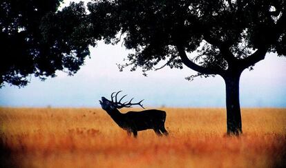 Un cérvol bramant al Parc Nacional de Cabañeros (Ciudad Real)