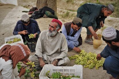 Varios empleados seleccionan las uvas que acaban de recoger y que van destinadas a la exportación para el mercado de Pakistán, el 13 de agosto. Aunque la frontera está a unas dos horas por carretera, son tres los días tardan los camiones frigoríficos en llegar a su destino de Lahore o Islamabad. 