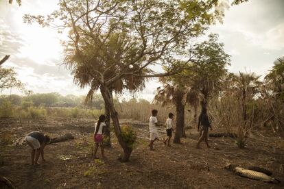 Niñas y niños yshyr recorren el bosque de palmeras cerca de su comunidad. En Paraguay, viven unos 2.000 yshyr. Buscar estas plantas supone un gran esfuerzo y muchos peligros.