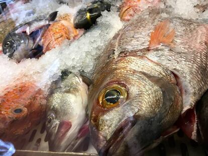 PESCADOS EN LA VITRINA MOSTRADOR DE SA ROQUETA / JOSÉ CARLOS CAPEL