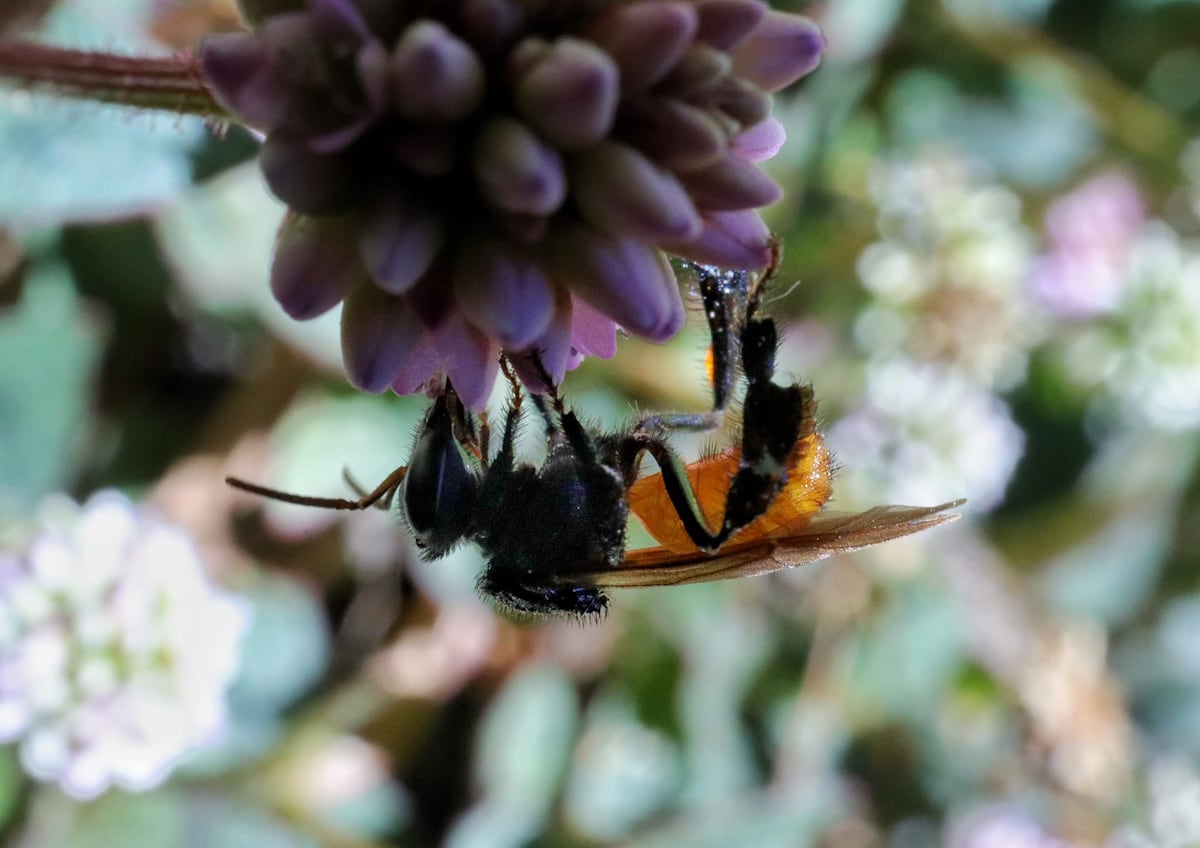 Las abejas que domesticaron los mayas, claves para fortalecer los ecosistemas de Guatemala | América Futura | EL PAÍS América