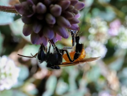 Meliponicultores han identificado 14 de las 33 especies de estas abejas que existen en Guatemala.