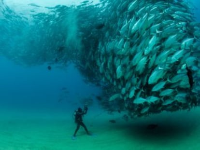 Seguimos la estela de Steinbeck, Jordán y Cousteau para documentar cómo ha cambiado el Golfo de California