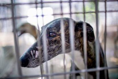 Instalaciones del refugio para animales.