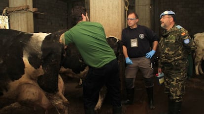 Spanish vets examining a cow in Lebanon.