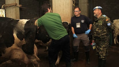 Lorenzo y Carrasco con un compañero que está realizando una palpación rectal a una vaca en Líbano.