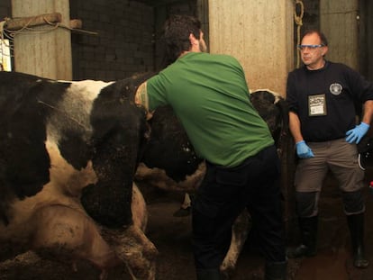 Spanish vets examining a cow in Lebanon.