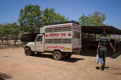 Animal Aid comenzó a trabajar con la única ayuda de un 'rickshaw' o motocarro, y 12 años después cuenta con dos ambulancias con tamaño suficiente para cargar a una vaca o un caballo. Estas circulan por la ciudad de Udaipur de nueve de la mañana a diez de la noche. Cuando la organización recibe una llamada en su teléfono para emergencias, estas son alertadas y actúan. La ONG recibe unas 25 llamadas diarias.