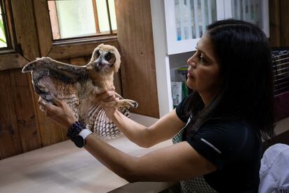 Grecia Marquís revisa las alas de una cría de búho durante su proceso de rehabilitación.