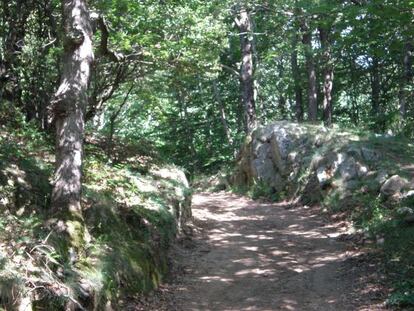 Pista forestal que prev&eacute; asfaltar el Ayuntamiento del Montseny