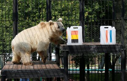 Pamir, un oso de garra blanca de Tien Shan de 11 años, intenta predecir el resultado del partido de semifinales de la Copa Mundial de fútbol entre Francia y Bélgica, durante un evento en el Zoológico Royev Ruchey, en Krasnoyarsk (Rusia).