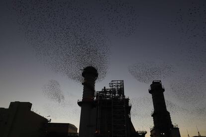 Varias bandadas de estorninos vuelan en las cercanías de una central eléctrica, en Beerseba (Israel).