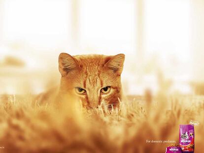 Whiskas