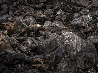 El oso pardo, vecino esquivo del Cantábrico