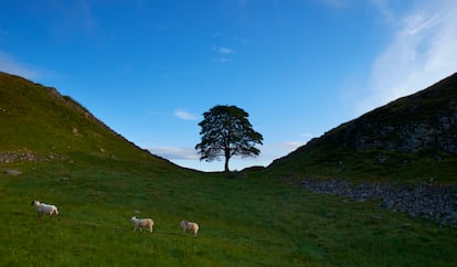 El árbol, en una imagen de archivo.