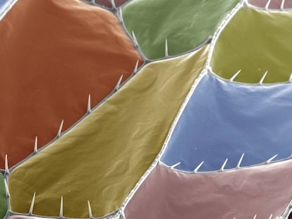 Microfotografía de las alas de una libélula.