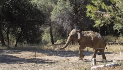 'Dumba' walks through her owner's plot of land in Caldes de Montbui.