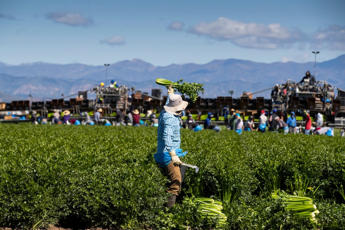 Fear of raids paralyzes migrant farmworkers in Florida