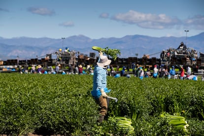 Trabajadores agrícolas de Bud Farm, en California, cosechan apio en marzo de 2020
