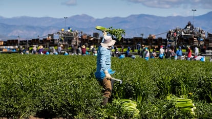 Trabajadores agrícolas de Bud Farm, en California, cosechan apio en marzo de 2020