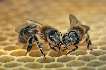 Dos abejas intercambian miel, otra de las imágenes del libro de Arndt y Tautz.