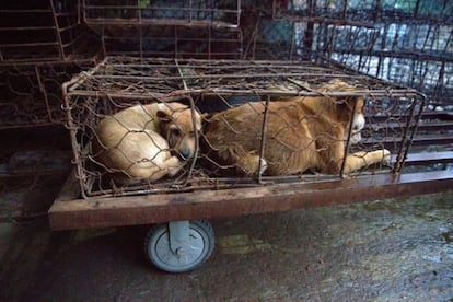 Una jaula de perros en el mercado Los Tres Pájaros de Dalí.
