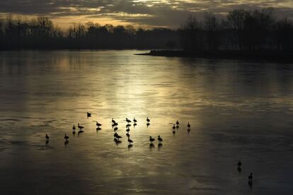 Varios patos posados sobre un lago helado, en Hede-Bazouges (Francia).