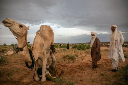 Un niño tuareg doma a su camello en el campamento a las afueras de Ingall. Los tuareg consideran a los camellos como un elemento sagrado de su cultura. Son fundamentales durante los viajes a través de las duras condiciones del desierto. Los camellos son proveedores de leche nutritiva esencial para las familias nómadas, son el medio de transporte durante la travesía y sirven de inspiración para escritos y leyendas tuareg.