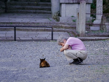 ‘Nekonomics,’ or the great Japanese cat economy