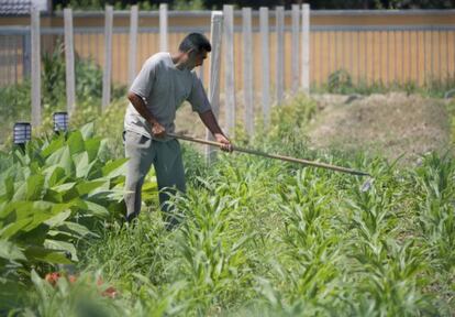 Un hombre cuida su huerto en Pek&iacute;n como respuesta a la amenaza de contaminaci&oacute;n alimenticia.