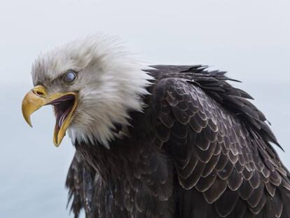 Un ataque de melancolía