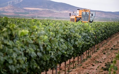 Recogida de uva de la variedad tempranillo en la bodega Viñedos de Aldeanueva de Ebro, en La Rioja.