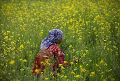 Una mujer trabaja en los campos de mostaza de Khokana, en Lalitpur, Nepal.