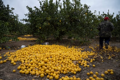 Limones tirados al suelo para ser triturados, en una finca del Campo de Cartagena, Murcia.