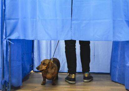 Un perro mira desde la cabina de votación mientras su dueña vota en Kiev.