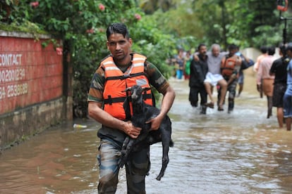 Un hombre de los equipos de rescate traslada a un animal afectado, el 19 de agosto de 2018, en el distrito de Thrissur, al sur de Kerala.