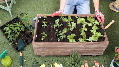 Incluyen accesorios e instrucciones para plantar paso a paso y con facilidad. GETTY IMAGES.