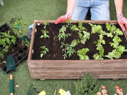 Incluyen accesorios e instrucciones para plantar paso a paso y con facilidad. GETTY IMAGES.