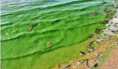 Fotografía adjuntada con los estudios que se han entregado en el TSXG, y tomada por un vecino en el embalse de As Conchas, durante una afloración de cianobacterias.