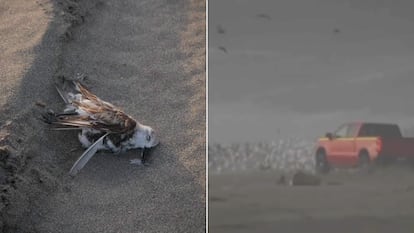 Un ave Calidris alba, autóctona de Chile, atropellada intencionalmente en la Playa Ritoque, en la región de Valparaíso.