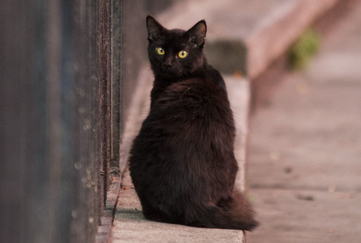 Terrassa suspende hasta después de Halloween la adopción de gatos negros para evitar rituales