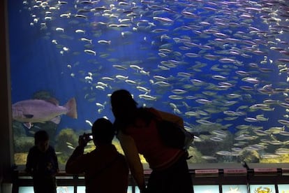 Aquarium Finisterrae de A Coruña, una de las instituciones que investiga la juez encargada de la Operación Pokémon.
