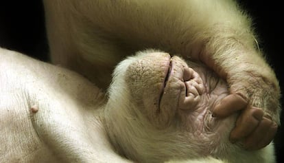 Copito de Nieve, durmiendo en la instalación del Zoo de Barcelona