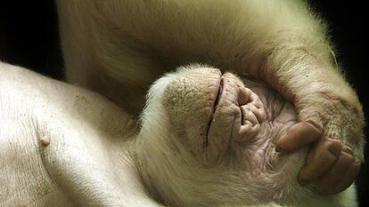 Floquet de Neu, l'únic goril·la blanc del món.