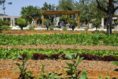 Huerta del restaurante Aubergine, en la isla de Ibiza.