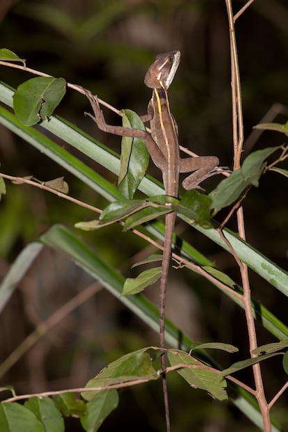 Un basilisco marrón (’Basiliscus vittatus’) en el Jardín Botánico Dr. Alfredo Barrera Marín. 