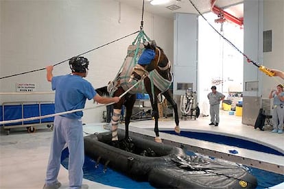 El caballo fue introducido en una piscina poco después de la operación en la Universidad de Pensilvania. En la foto de abajo,